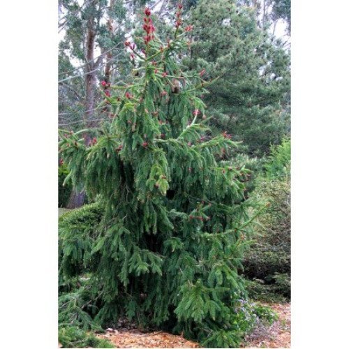 Ялина звичайна 'Акрокон', Picea abies 'Acrocona'/h25-30