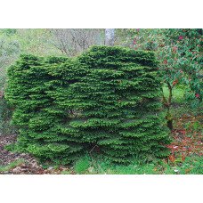 Ялина звичайна 'Nidiformis' (Picea abies 'Nidiformis') — 15-25 см, C3/P16