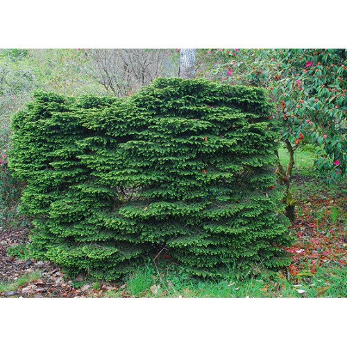 Ялина звичайна 'Nidiformis' (Picea abies 'Nidiformis') — 15-25 см, C3/P16