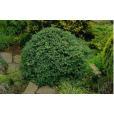 Ялина звичайна 'Ohlendorffii' (Picea abies 'Ohlendorffii') — 20-25 см, C2