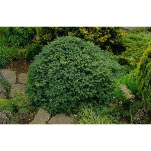 Ялина звичайна 'Ohlendorffii' (Picea abies 'Ohlendorffii') — 20-25 см, C2