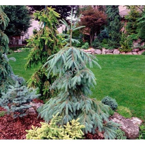 Ялина Енгельмана – Picea engelmannii Pendula/ h 55-90