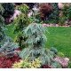 Ялина Енгельмана – Picea engelmannii Pendula/ h 55-90