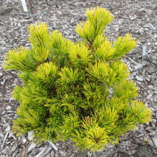 Сосна гірська 'Starkl' (Pinus mugo 'Starkl') 20-30 С5