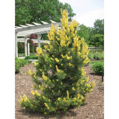 Сосна гірська 'Taylor's Sunburst' ра (Pinus contorta 'Taylor's Sunburst') 95-105/10-20 С5