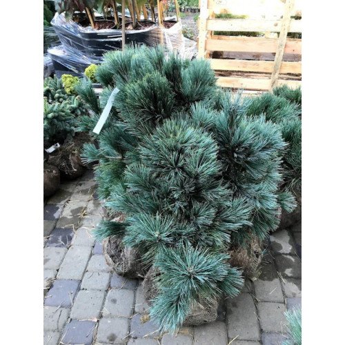 Сосна м'яка 'Цесаріні Блю' (Pinus flexilis 'Cesarinii Blue')h30-40