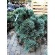 Сосна м'яка 'Цесаріні Блю' (Pinus flexilis 'Cesarinii Blue')h30-40