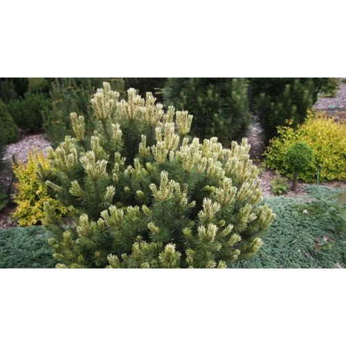 Сосна гірська 'Саншайн' (Pinus mugo 'Sunshine') 20-30 С5