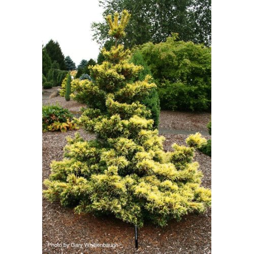 Сосна дрібноквіткова Голділокс  Pinus parviflora Goldilocks /h30-40