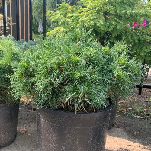 Сосна Веймутова ‘Грин Твист’, Pinus strobus ‘Green Twist’/ pa 80 h 90