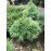 Сосна веймутовая Тини Курлс Pinus strobus Tiny Curls/ h 40-50