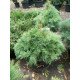 Сосна веймутовая Тини Курлс Pinus strobus Tiny Curls/ h 40-50