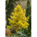 Сосна звичайна Ауреа  Pinus sylvestris Aurea / h 40