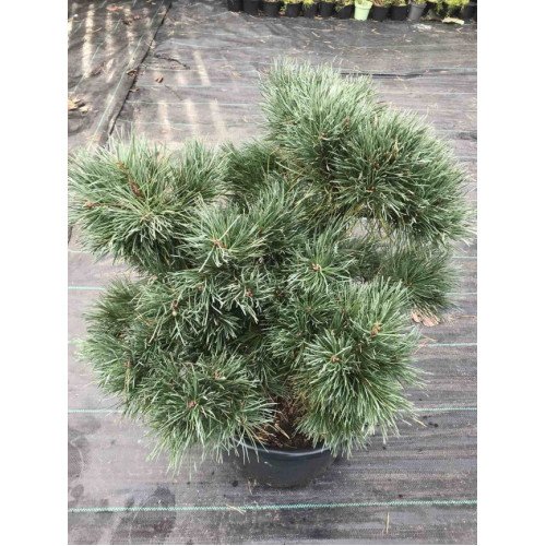 Сосна звичайна 'Chantry Blue', Pinus sylvestris 'Chantry Blue'.pa100 cm h 130
