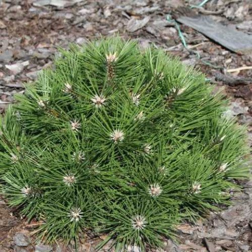 Сосна чорна 'Agnes Bregeon' (Pinus nigra 'Agnes Bregeon') 20-30 С5