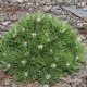 Сосна чорна 'Agnes Bregeon' (Pinus nigra 'Agnes Bregeon') 20-30 С5