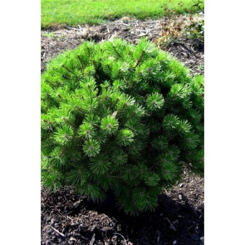 Сосна густоквіткова Джейн Клуіс (Pinus densiflora Jane Kluis)/h30