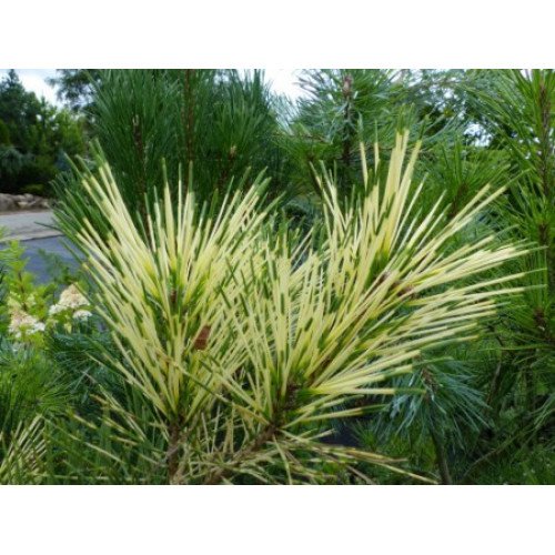 Сосна густоквіткова 'Shiro-nishiki' (Pinus densiflora 'Shiro-nishiki') 35-55 С5