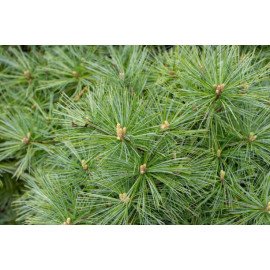 Сосна Веймутовая Грег, Pinus strobus Greg/h20