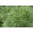 Сосна Веймутовая Грег, Pinus strobus Greg/h20