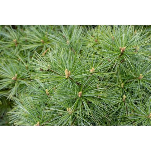 Сосна Веймутовая Грег, Pinus strobus Greg/h20