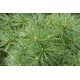 Сосна Веймутовая Грег, Pinus strobus Greg/h20