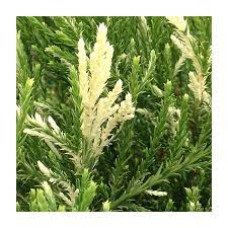 Cеквоядендрон гігантум Френч Бюті/ Sequoiadendron giganteum French Beauty /h 60