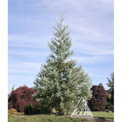 Секвоядендрон гігантум Павер Блю Sequoiadendron giganteum ‘Powder Blue’ /h 60