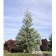 Секвоядендрон гігантум Павер Блю Sequoiadendron giganteum ‘Powder Blue’ /h 60