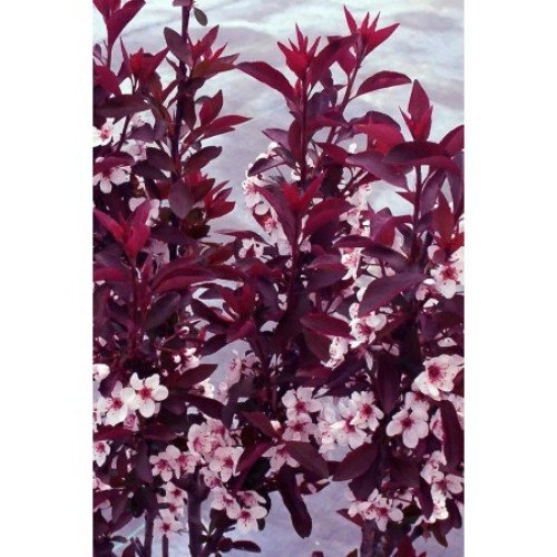 Слива вишнеплідна Пісарди / Prunus cerasifera Pissardii stam 70-80 h150-170