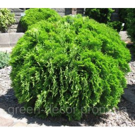 Туя Даніка Thuja occidentalis Danica /h20