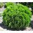Туя Даніка Thuja occidentalis Danica /h20