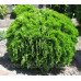 Туя Даніка Thuja occidentalis Danica /h20
