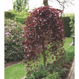 Fagus sylvatica 'Purpurea Pendula', Бук європейський 'Пурпуреа Пендула' штамб 170cm