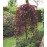 Fagus sylvatica 'Purpurea Pendula', Бук європейський 'Пурпуреа Пендула' штамб 170cm