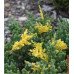 Ялівець китайський Експанса Ауреоспіката  Juniperus chinensis 'Expansa Aureospicata' d 20-30