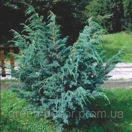 Ялівець лускатий Мейєрі uniperus squamata Meyeri / h30-45