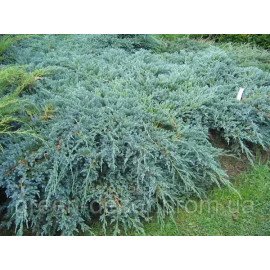 Ялівець китайський Блю Альпс  / Juniperus chinensis ‘Blue Alps’/h30