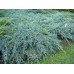 Ялівець китайський Блю Альпс  / Juniperus chinensis ‘Blue Alps’/h30