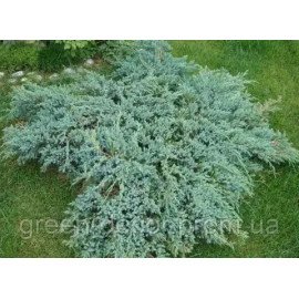 Ялівець лускатий 'Холгер' Juniperus squamata 'Holger' / h30