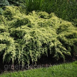 Mожжевельник чешуйчатый ‘Дрим Джой’, Juniperus squamata ‘Dream Joy’. /h30