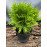 Туя Даніка Thuja occidentalis Danica /h20