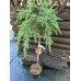 Кедр гімалайський 'Філін Блу' Cedus deodar Feeling Blue pa75cm