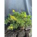 Ялівець китайський Експанса Ауреоспіката  Juniperus chinensis 'Expansa Aureospicata' d 20-30