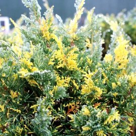 Ялівець Плюмоза Ауреоварієгата Juniperus chinensis ’Plumosa Aureovariegata’ h30-40