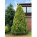 Кипарисовик Лавсона 'Івонн' Chamaecyparis lawsoniana 'Ivonne'/ h 50-60