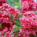 Глід звичайний 'Паульс Скарлет'- Crataegus laevigata 'Paul's Scarlet /h200+
