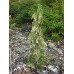 Кипарисовик нутканський Бойко Глітер Фолс Chamaecyparis nootkatensis Boyko's glitter falls /h40