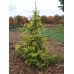 Ялина сербська Аурея Picea Omorika Aurea h90