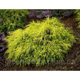 Кипарисовик горохоплідний 'Санголд' Chamaecyparis pisifera 'Sungold'/h20